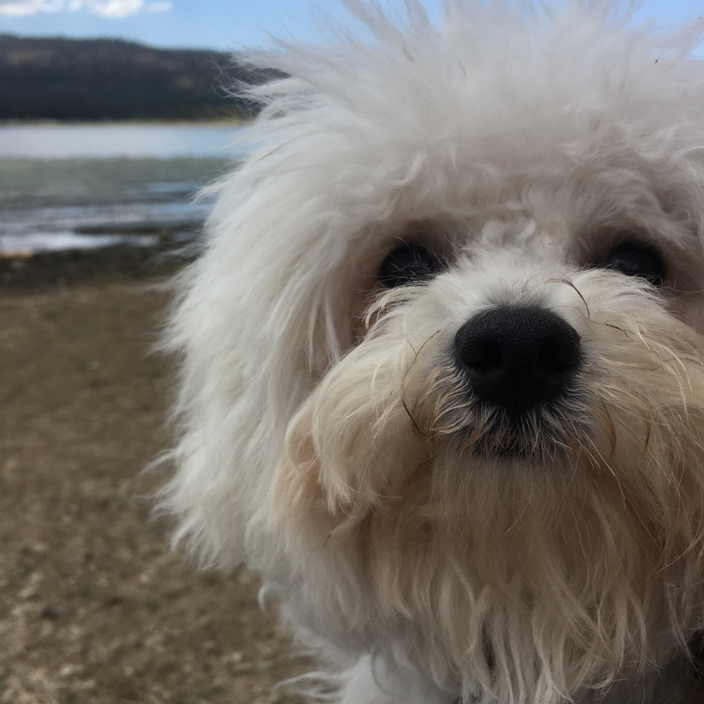 Meet your Posher, Riley